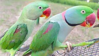 Parrot Talking Live