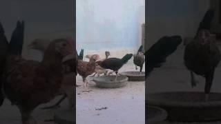 Morning diet  always provide healty diet ️ #dehati #rooster #chickenhouse #chikenlover