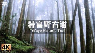 森林療癒系5  細雨迷霧中走進阿里山 特富野古道+空拍台灣山雲海 放鬆抒情鋼琴曲 Walk through the Tefuye Historic Trail   Relax Piano Music