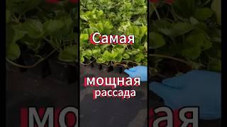 Самая мощная рассада клубники #клубника #ежевика #рассада #урожай #сад #дача #огород #strawberry