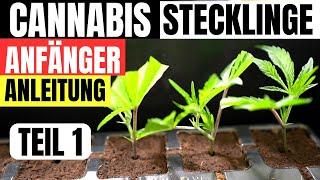 Cannabis Stecklinge schneiden für Anfänger Anleitung und Theorie bei KK Farming Österreich TEIL 1