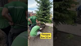 Чтобы сажать крупномеры надо быть сильными и умными 🫶 #воронеж #ландшафтворонеж #ландшафтныйдизайн
