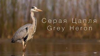 Серая цапля (Птицы Англии) / Gray heron (Birds of England)