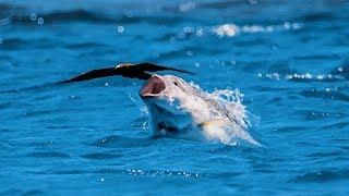 Fish catches bird flying