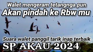 SP AKAU 2024. suara walet panggil tarik inap terbaik & berkulitas tinggi