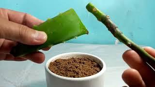 How to propagate avocado tree from cutting /  How to grow avocado tree from cutting