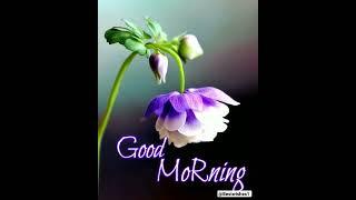 #goodmorning #goodmorningwishes #shorts #trending #viral #ytshorts #morning #flowers #flower