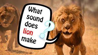 Lion sound / What sound does lion make / Animal sound library