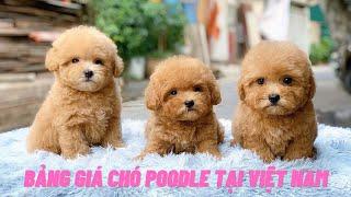 Bảng giá chó Poodle tại Việt Nam