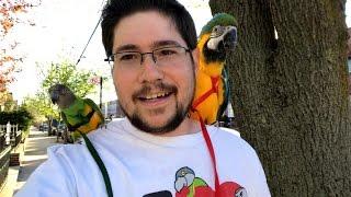 Questions About Parrot Aviator Harness or Going Outside?