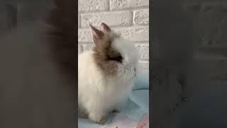 Cute rabbit #shorts #reels #animallover