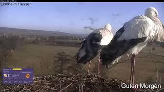 2025 03 02 Storchennest Lindheim, Wilma & Wilfried genießen die️️️und den leichten Wind