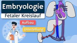 Embryologie - Fetaler Kreislauf einfach erklärt