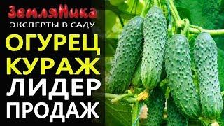 Огурец Кураж лидер продаж среди всех огурцов. Очень ароматный вкусный огурец. Огурцы от Гавриш.