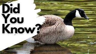 Things you need to know about CANADA GEESE!