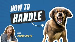 Behavioural First Aid For The Confrontational Dog | Free CPD | The Webinar Vet