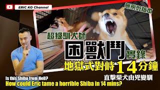 超級馴犬師困獸鬥實錄地獄式對峙14分鐘直擊柴犬由兇變馴 Is this Shiba from Hell How could Eric tame a horrible Shiba in 14mins