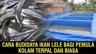 Cara Budidaya Ikan Lele Bagi Pemula, Kolam Terpal dan Biasa