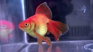 The National Fancy Goldfish Show 2018