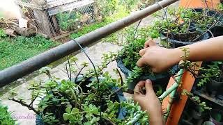 #510  How to Propagate Hanging Jadelet Plant(Elephant Bush) Cutting propagation.. Succulent Davao