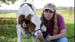 What Do Cows Say? - Pumpkin