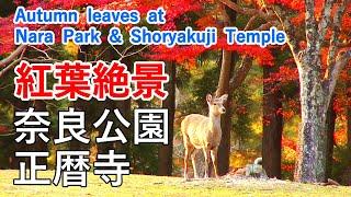 Autumn leaves at Nara Park and Shoryakuji Temple ( Nara Prefecture ) / Spectacular Views of Japan