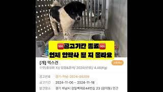 [하남유기견보호소] 공고기간 종료.. 안락사 대상인 쿠키를 살려주세요