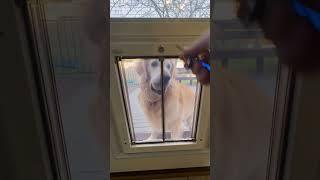 Introducing Our New Pet Door: A Pawsome Addition to Our French Door! #dog #puppy #diy #pets #petdoor