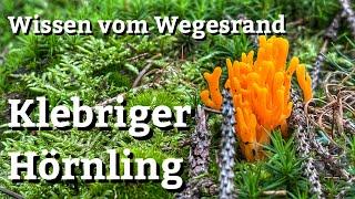 Wissen vom Wegesrand #001 - Der Klebrige Hörnling / Ziegenbart - Calocera viscosa -