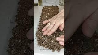 Самый крутой способ #дачныеидеи #diy #diyideas #garden #своимируками #дача #огород