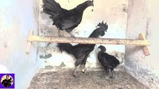 Ayam Cemani Black Tongue Trio