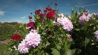 Grant's Getaways:  Swan Island Dahlias