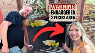 UNDERGROUND Aquarium Saving Livebearers from Extinction (ft. @FishShopMatt)