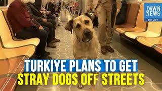 Turkiye Plans To Get Stray Dogs Off Streets | Dawn News English