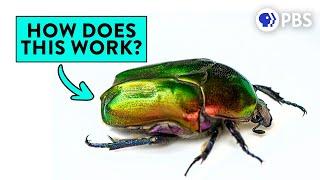 Iridescence: Nature's Most Beautiful Physics Trick