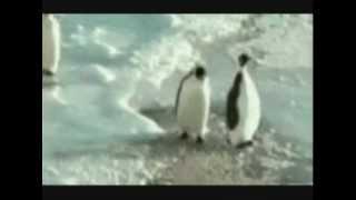 Penguin Movie of Tripping and Slapping