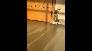 Kitten Play with Shadow #shorts
