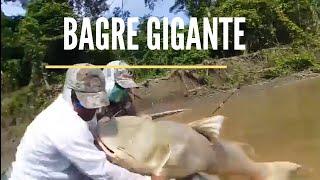 PESCA DE BAGRES GIGANTES/ TERRIBLE!!!