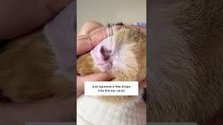 Simple Trick To Clean Cat’s Ears! 