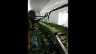 Spring onions processing