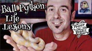 What Ball Pythons Teach Us - Life Lessons!