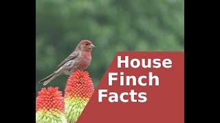 Facts about the House Finch