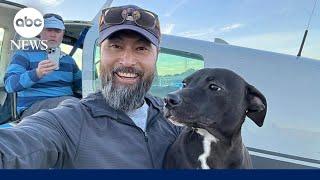 Beloved animal rescue pilot dies in crash, 2 dogs survive