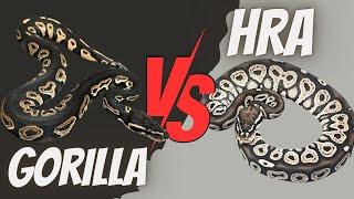 Are Gorilla & HRA the Same? Genetic Testing Results Reveal