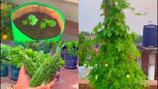 Complete Tutorial On Bitter gourds /Grow Organic Bitter Gourds On Vertical Trellis In Grow Bag & Pot