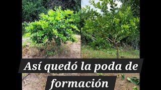 Así hacemos la poda de formación a un árbol de limón persa. #plantaciones #limón #persa