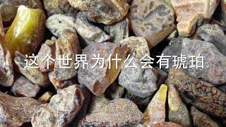 【琥珀的历史 第一集】这个世界为什么会有琥珀？琥珀蜜蜡是如何形成的？千年琥珀万年蜜蜡的说法对不对？