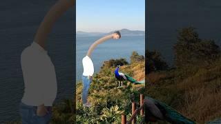 Artificial #peacock water transport to rescue drought special effects #funny #shorts #comedy