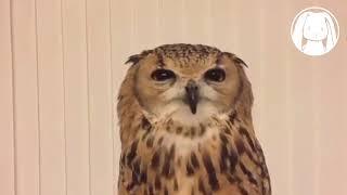 A Cute Sneezing Owl