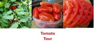 Tomato Tour